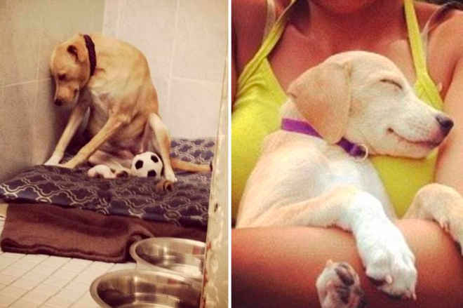 “Cachorra mais triste do mundo” é rejeitada por mais uma família