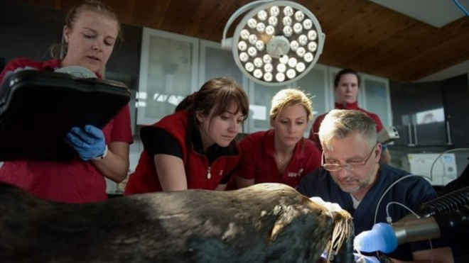 Leão-marinho fica cego de um olho depois de levar dois tiros no rosto, no Canadá