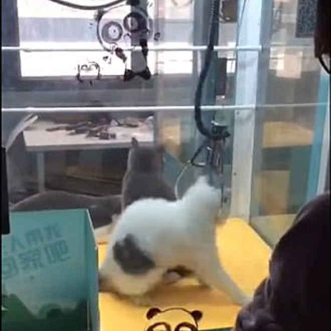 Gatos vivos são colocados dentro de máquina com garras em pet shop