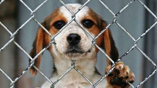 Costa Rica aprova lei que pune com prisão maus-tratos de animais domésticos