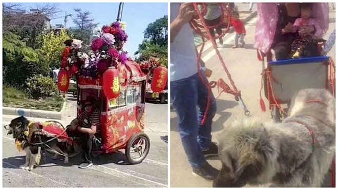 Crueldade: cães são obrigados a puxar carruagens cheias de gente