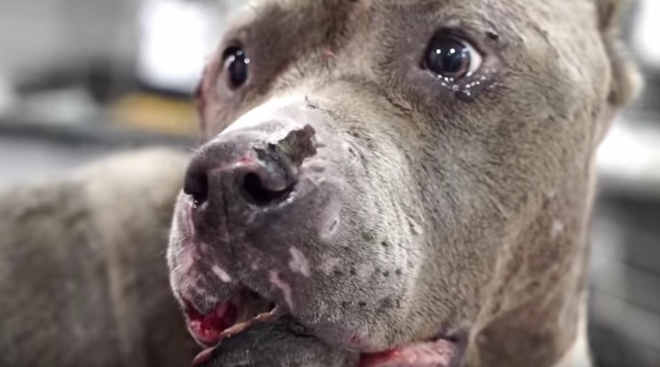 Esta pit bull recusou-se a lutar numa rinha e os tutores fizeram isso com ela…