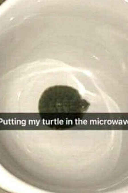 Adolescente mata tartaruga de estimação por colocá-la no micro-ondas