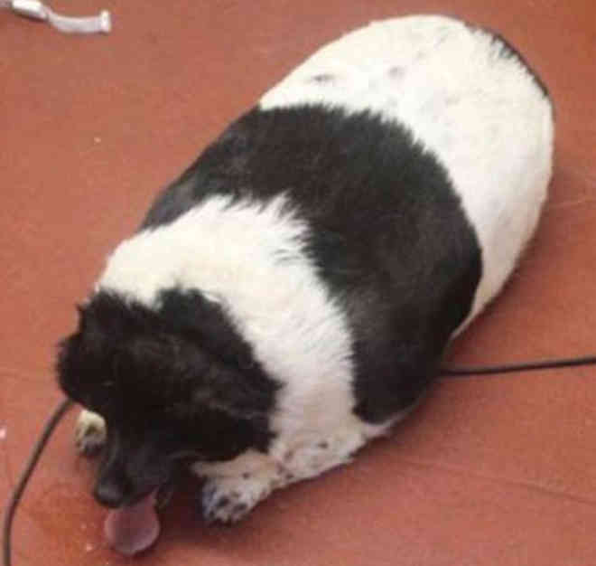 Cachorro é resgatado após ser encontrado pesando mais de 50 kg