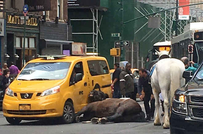 Cavalo colide com táxi após se assustar com buzina de caminhão em Nova York