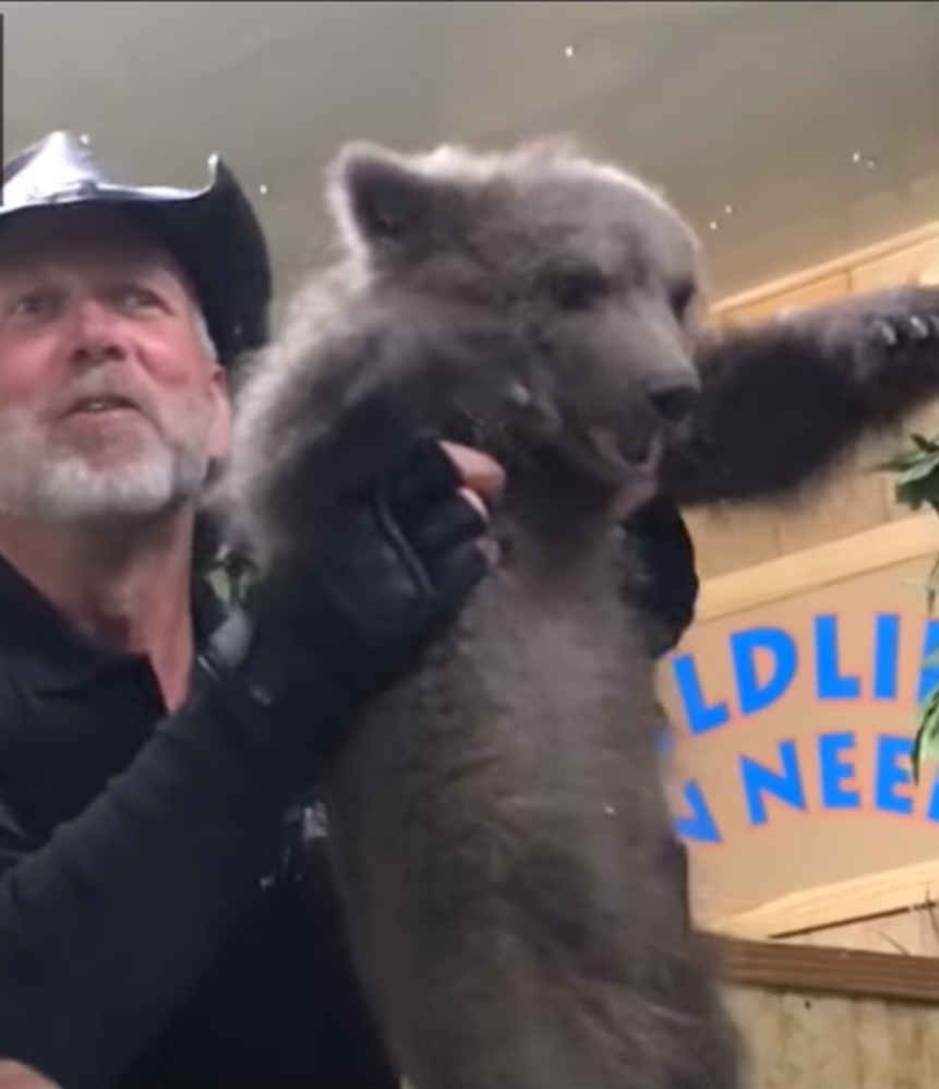 Escutar este filhote de urso gritando de medo te fará desistir de zoológicos para sempre