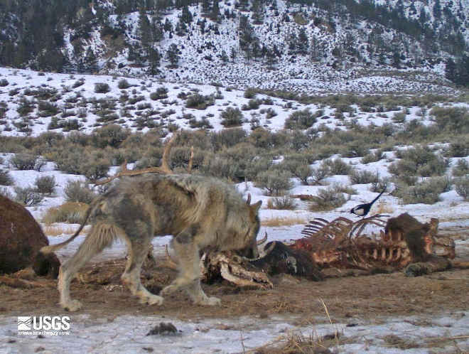 20 anos de “ecologia do medo”: lobos em Yellowstone estão doentes
