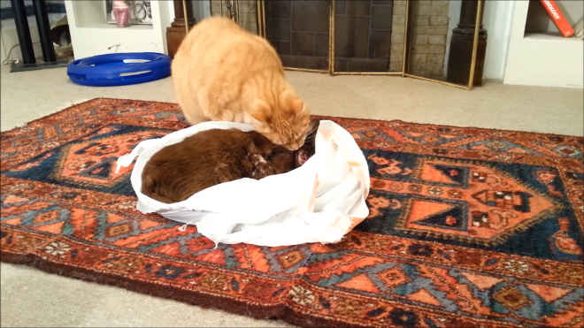 Vídeo mostra gato tentando acordar sua melhor amiga morta