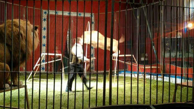 Imagens mostram ataque de leão explorado em circo a domador, na França
