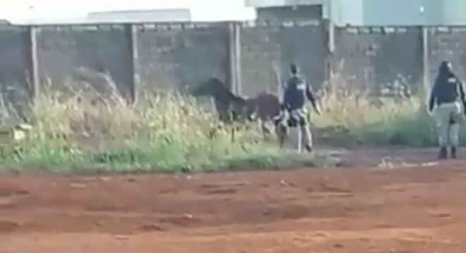 Cavalos são mortos por policiais rodoviários federais na BR-060, em Rio Verde, GO