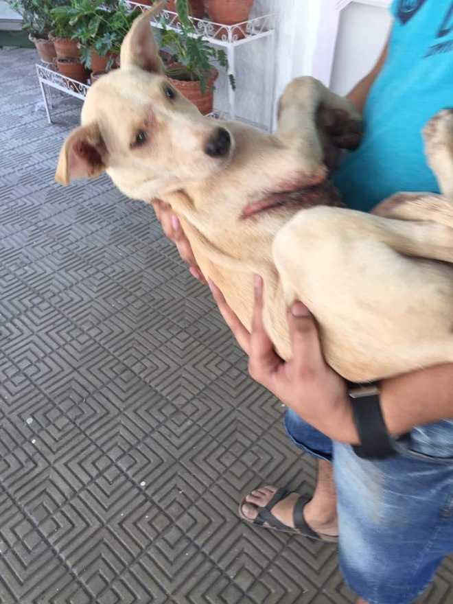31 cães atacados com ácido e facão após briga entre inquilino e proprietário na Índia