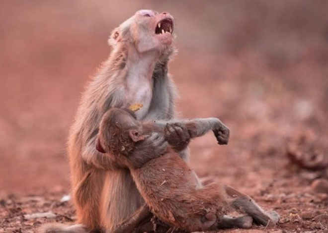 Foto de macaca ‘chorando’ ao socorrer filhote inconsciente comove internautas