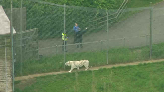 Cuidadora é morta por tigre em zoológico no Reino Unido