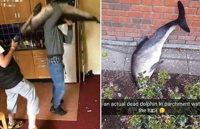 Homem dançando com cadáver de golfinho em festa gera revolta na web
