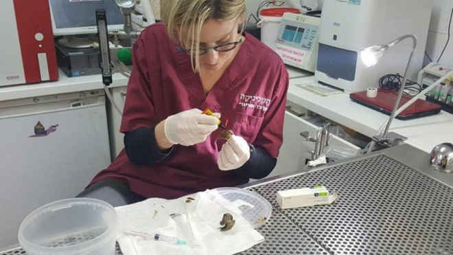 Veterinários salvam vida de caracol com cirurgia e são aplaudidos na web