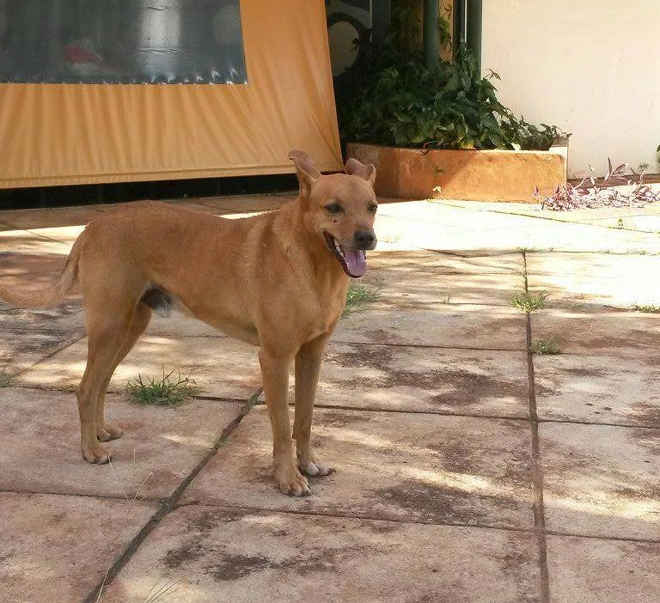 Procura-se Orelha: cão que desapareceu de universidade de Uberlândia mobiliza MPMG e estudantes