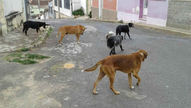 Com cerca de 4 mil cães nas ruas, Zoonoses pede responsabilidade a tutores em São João del Rei, MG