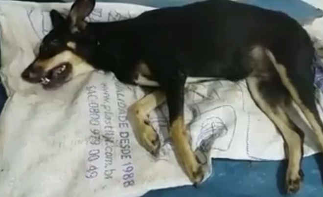 Cadela morre após agonizar dentro de sacola com coluna fraturada