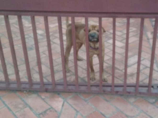 Moradores denunciam abandono de cão em casa colocada à venda