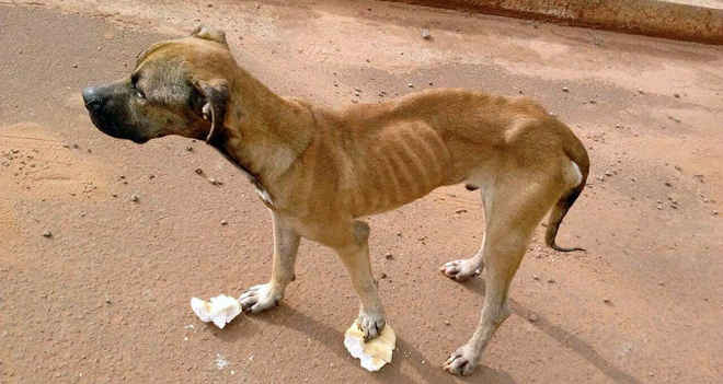 Cão ‘pele e osso’ que comoveu na internet é resgatado