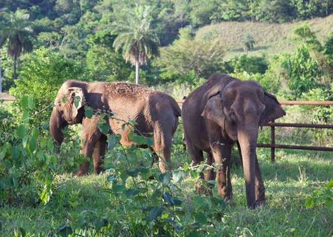 Santuário de Elefantes no Brasil vai receber animais da Argentina