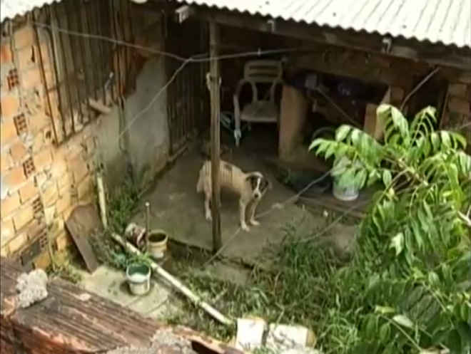 Cachorro vive abandonado há mais de três meses em quintal de casa, em Belém, PA