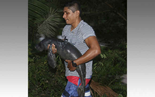 Em Óbidos (PA), filhote de peixe-boi ferido em lago é resgatado por moradores