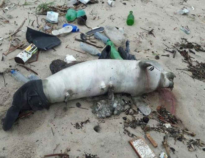 Corpo de peixe-boi é encontrado após dois dias de busca em Pau Amarelo, em PE