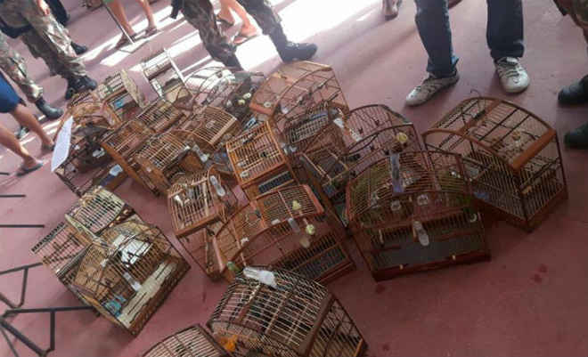 Cipoma prende pelo menos 30 pessoas por tráfico de aves em Jaboatão dos Guararapes, PE