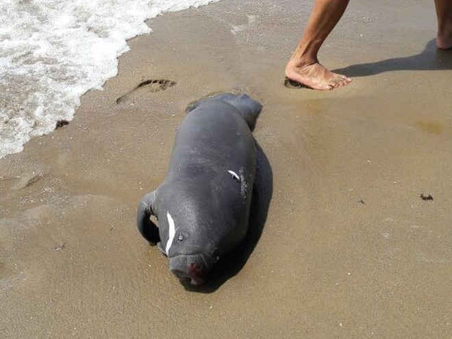 Filhote de peixe-boi é encontrado ferido em praia do município de Paulista, no Grande Recife