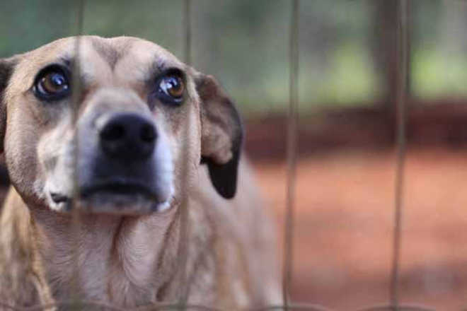 Abandono de animais em Guarapuava (PR): um problema social