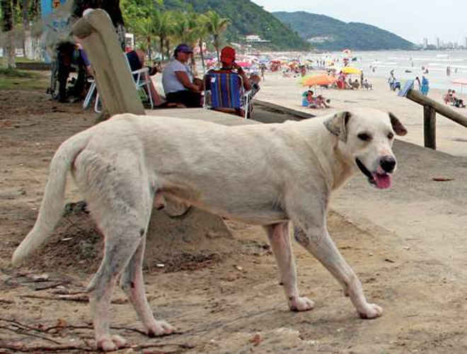 Maltratar animal em Guaratuba (PR) poderá dar multa de R$ 5 mil