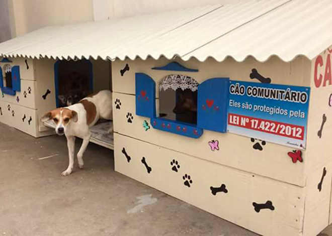 Eles criaram ‘cãodomínios’ para cachorros de rua e a ideia viralizou