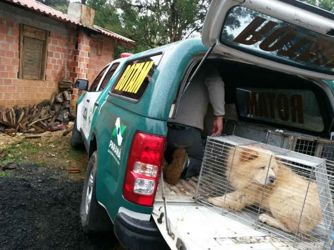 Polícia fecha canil clandestino e encontra cachorros em condições precárias, no PR