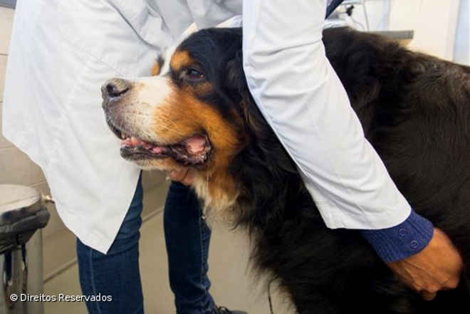 Cheque veterinário já ajudou 150 cães e gatos nos Açores, Portugal