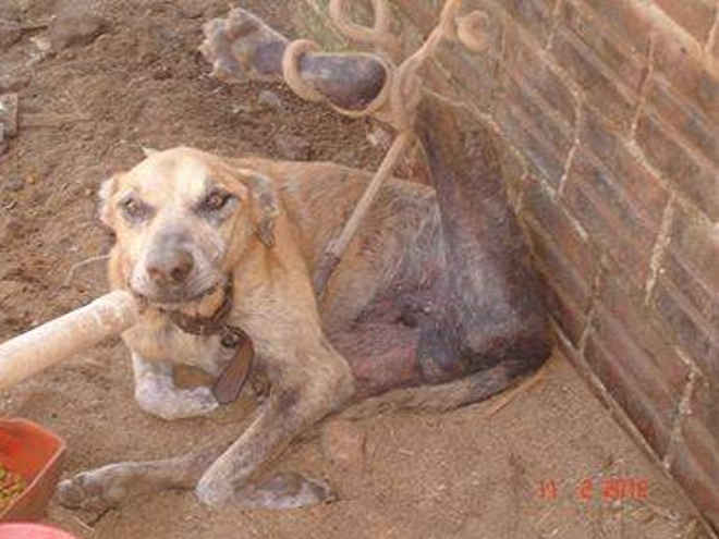 Tutor de cão é condenado por maus-tratos em Frederico Westphalen, RS