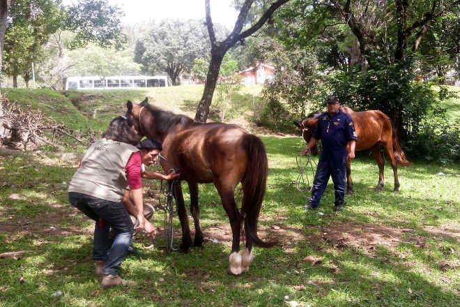 Cavalos passam por programa de adoção em Porto Alegre (RS) e aguardam novo lar