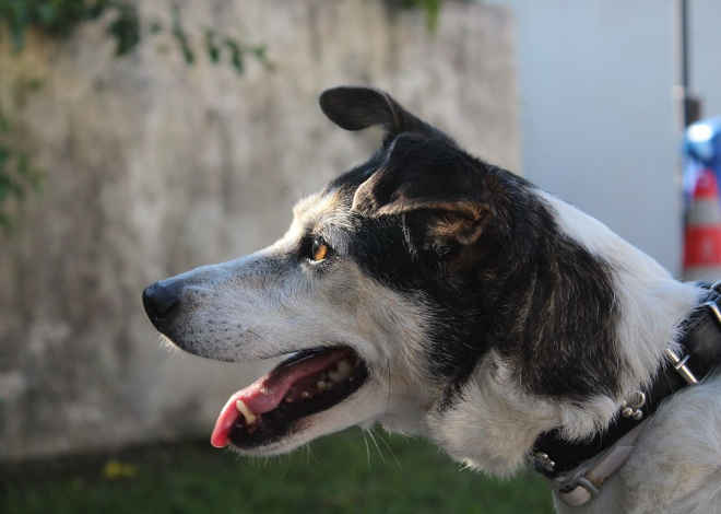 Comemoração de 10 anos da ‘Cão Terapia’ em Florianópolis (SC) será com evento de adoção