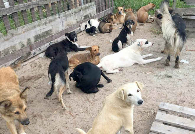 Caso de polícia: Cães são torturados, espancados e mortos em abrigo, em Laguna, SC