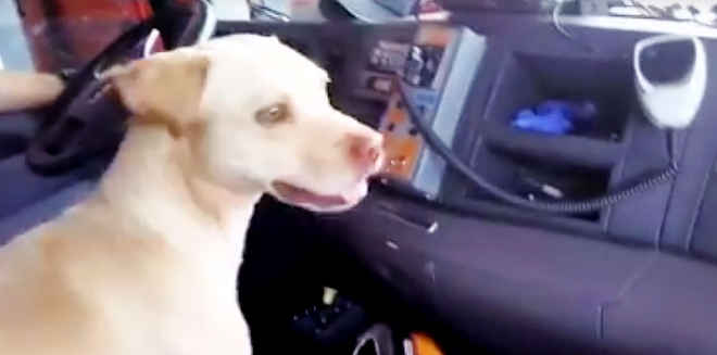 Corpo de Bombeiros adota cachorro abandonado em rodovia