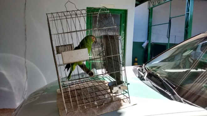 Polícia Militar Ambiental resgata papagaio-verdadeiro de cativeiro ilegal em Assis, SP