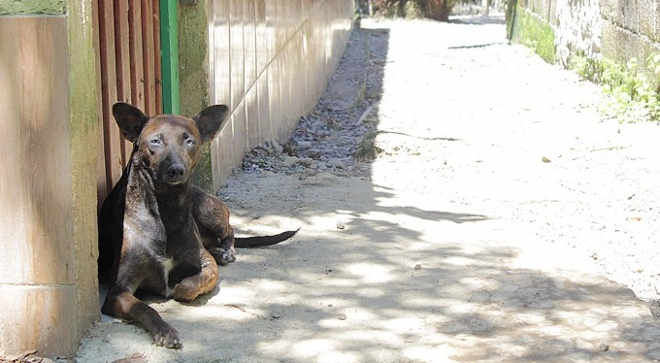 Prefeitura de Itanhaém (SP) tem que tirar animais das ruas