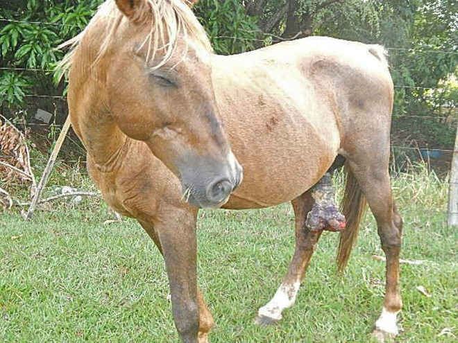 Homem é multado em R$ 6 mil por maus-tratos a bezerro e cavalo feridos em propriedade rural