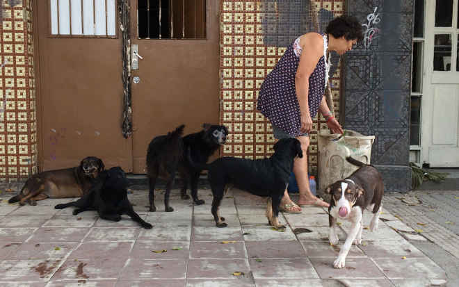 Com 80 animais em casa, protetora resgata cães e gatos abandonados na Cracolândia, em SP