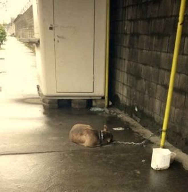Cachorro está amarrado desde manhã na Alemoa, em Santos, SP