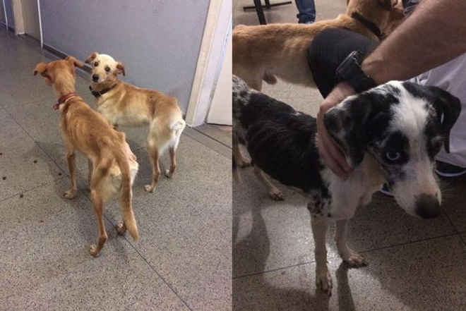 Cachorros são encontrados em condições precárias em São Vicente, SP