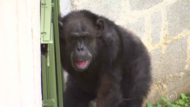 Chimpanzé libertada por habeas corpus completa um mês em santuário, em Sorocaba, SP