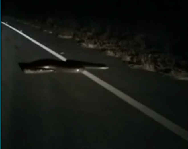 Motorista encontra sucuri em rodovia e ajuda animal a atravessar pista