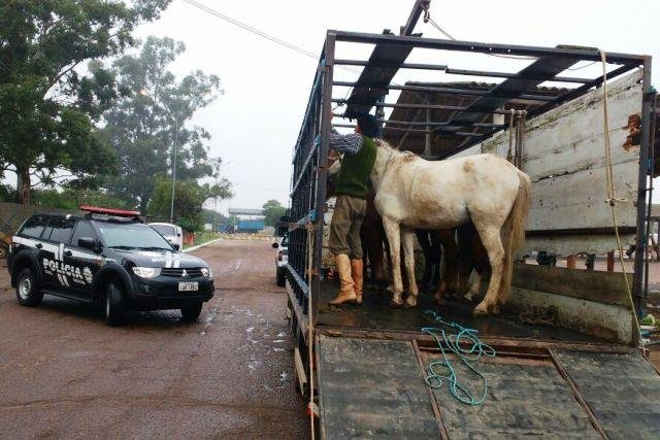 Operação para reprimir maus-tratos a animais apreende quatro cavalos em Porto Alegre, RS
