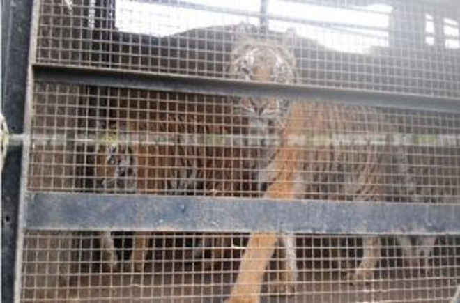 Localizam e pedem a prisão do dono do Circo Veracruz que tinha nove tigres-de-bengala na Argentina